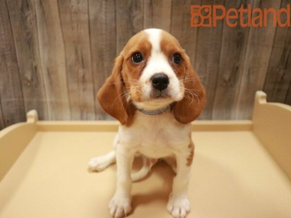 CavaBea DOG Male Lemon / White 27607 Petland Racine, Wisconsin