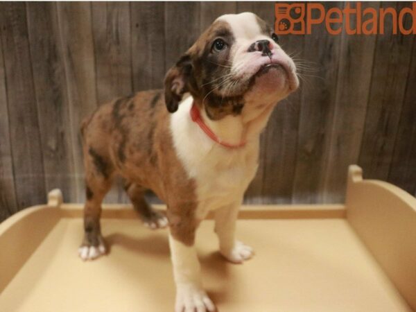 Boston Terrier/English Bulldog-DOG-Male-Blue Merle-27608-Petland Racine, Wisconsin