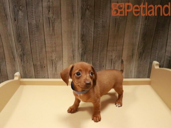 Dachshund-DOG-Female-RED-27609-Petland Racine, Wisconsin