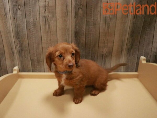 Dachshund DOG Female RED 27610 Petland Racine, Wisconsin