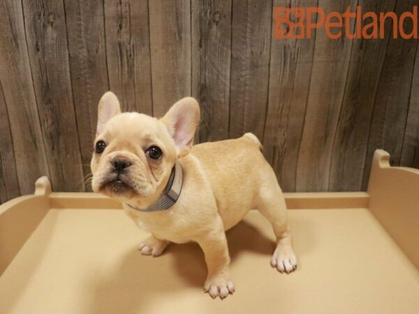 French Bulldog DOG Female CREAM 27611 Petland Racine, Wisconsin