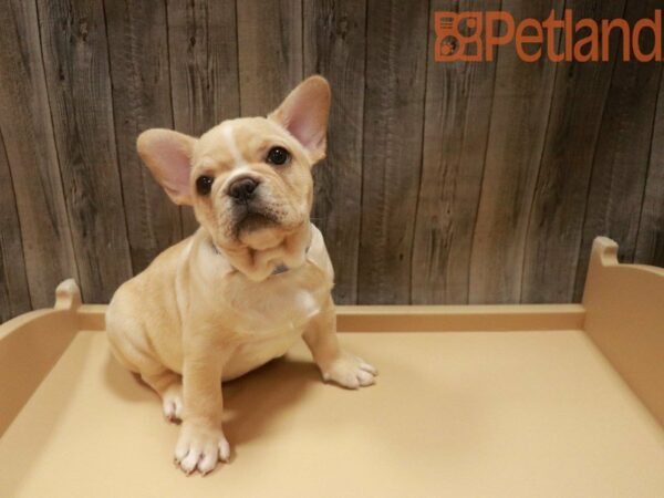 French Bulldog DOG Male CREAM 27612 Petland Racine, Wisconsin