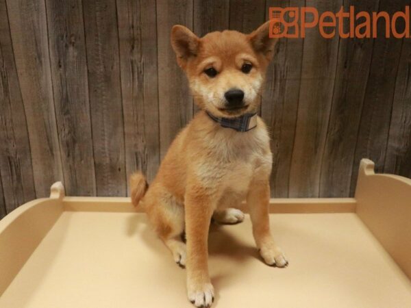 Shiba Inu DOG Male RED 27613 Petland Racine, Wisconsin