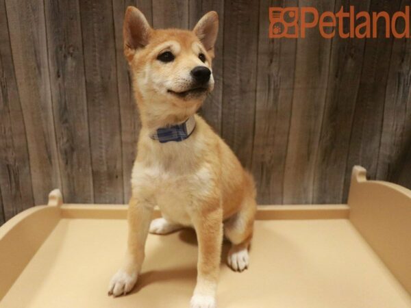 Shiba Inu DOG Female RED 27614 Petland Racine, Wisconsin