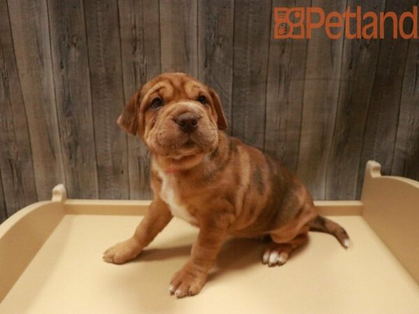 Mini Hippo DOG Female Chocolate and Tan 27616 Petland Racine, Wisconsin