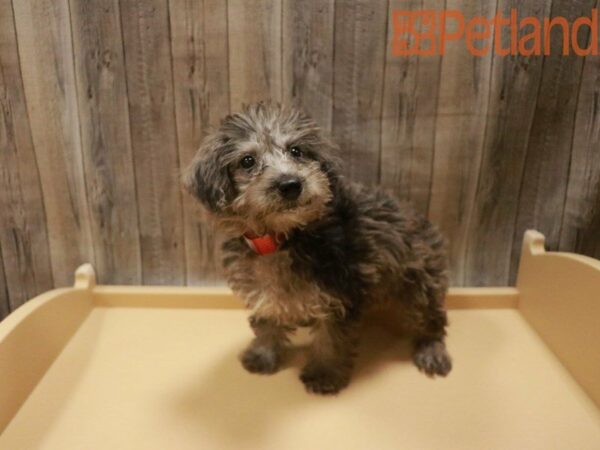 Schnoodle DOG Female Blue Merle 27617 Petland Racine, Wisconsin