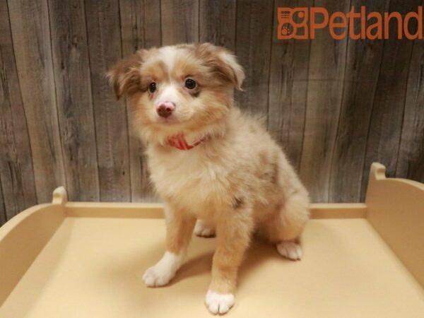 Australian Shepherd DOG Male Red Merle 27618 Petland Racine, Wisconsin