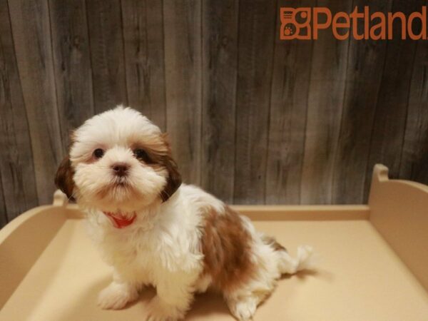 Shih Tzu DOG Female Brown 27620 Petland Racine, Wisconsin