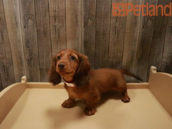 Dachshund DOG Female Chocolate and Tan 27621 Petland Racine, Wisconsin