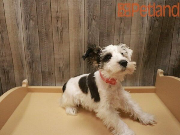 Miniature Schnauzer DOG Male Black / White 27622 Petland Racine, Wisconsin