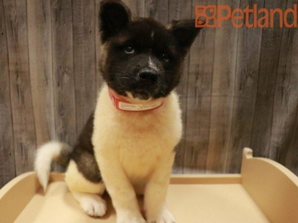 Akita DOG Female Black 27623 Petland Racine, Wisconsin