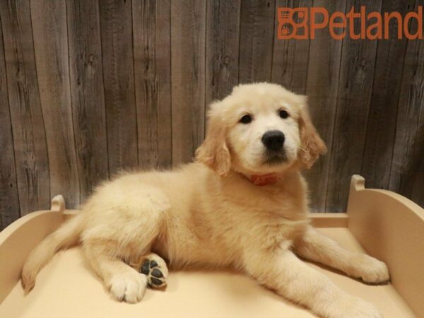 Golden Retriever DOG Male Cream 27624 Petland Racine, Wisconsin