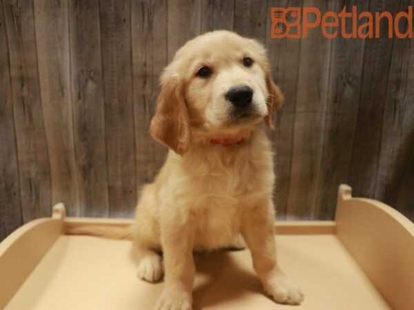 Golden Retriever DOG Male Cream 27625 Petland Racine, Wisconsin