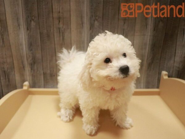 Bichonpoo DOG Female White 27626 Petland Racine, Wisconsin