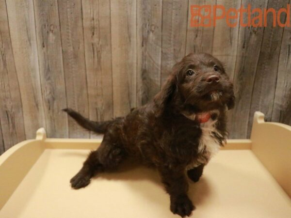 Mini Labradoodle 2nd Gen DOG Male Chocolate 27627 Petland Racine, Wisconsin