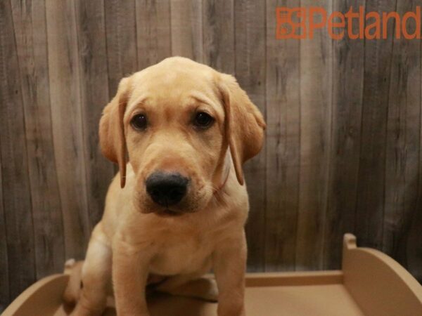 Labrador Retriever DOG Female Yellow 27628 Petland Racine, Wisconsin