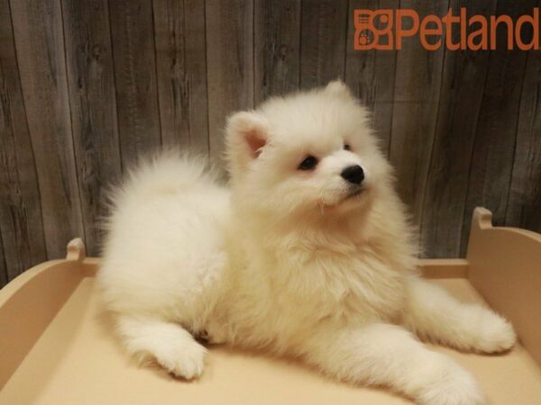 Samoyed DOG Female White 27629 Petland Racine, Wisconsin