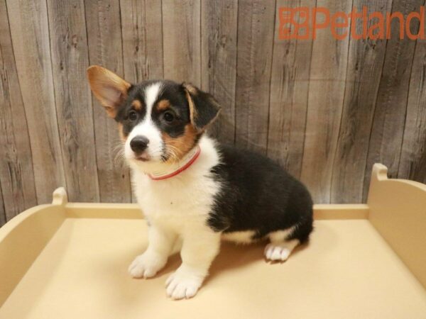 Pembroke Welsh Corgi DOG Female Tri-Colored 27632 Petland Racine, Wisconsin