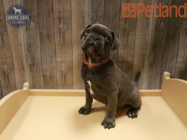 French Bulldog/Pug DOG Female Blue Fawn 27633 Petland Racine, Wisconsin