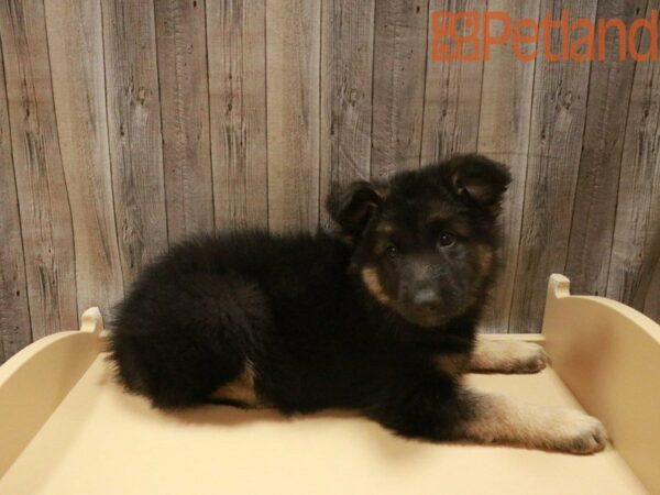 German Shepherd DOG Female BLK/TAN 27635 Petland Racine, Wisconsin