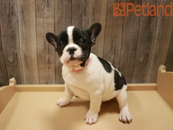 French Bulldog DOG Female White/Black 27670 Petland Racine, Wisconsin