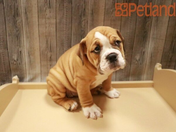 Beabull DOG Female Red / White 27668 Petland Racine, Wisconsin