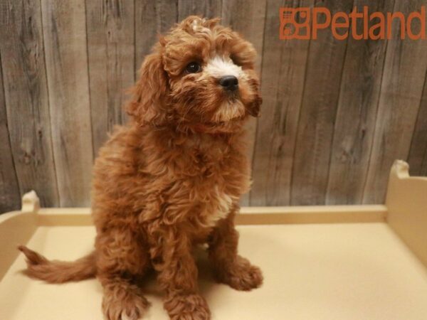 Cavapoo DOG Female Red / White 27666 Petland Racine, Wisconsin