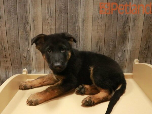 German Shepherd Dog DOG Male Black / Tan 27665 Petland Racine, Wisconsin