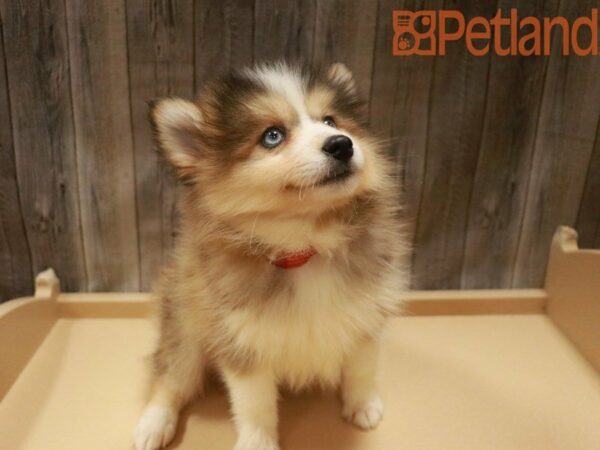 Pomsky 2nd Gen DOG Female Brown / White 27664 Petland Racine, Wisconsin