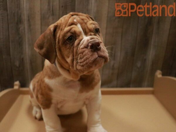 Olde Bulldog DOG Male Chocolate Harlequin 27661 Petland Racine, Wisconsin