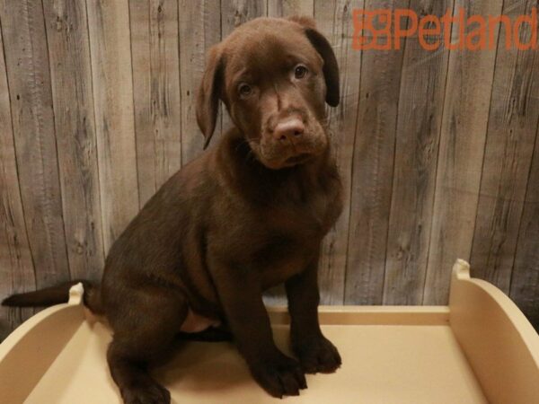 Labrador Retriever DOG Male Chocolate 27660 Petland Racine, Wisconsin