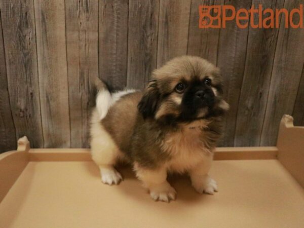 Pekingese DOG Male Sable 27659 Petland Racine, Wisconsin