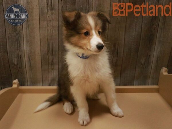 Shetland Sheepdog DOG Male Sable / White 27658 Petland Racine, Wisconsin