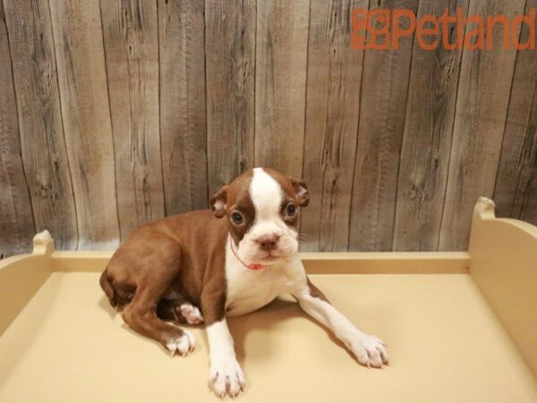 Boston Terrier-DOG-Female-Red / White-27656-Petland Racine, Wisconsin