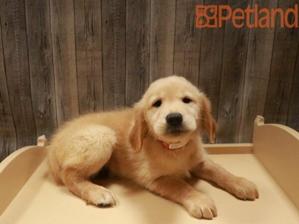 Golden Retriever-DOG-Female-Cream-27654-Petland Racine, Wisconsin