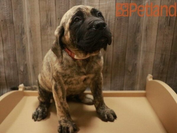 English Mastiff DOG Female Brindle 27653 Petland Racine, Wisconsin