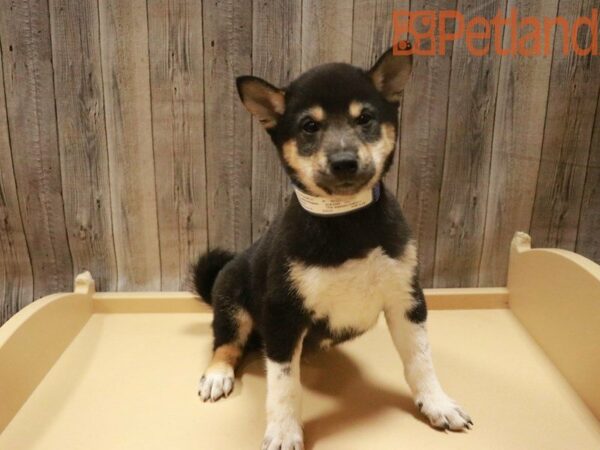 Shiba Inu DOG Male Black / Tan 27650 Petland Racine, Wisconsin