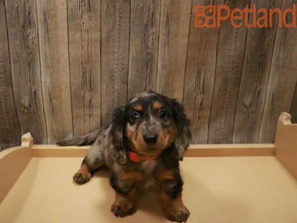 Dachshund DOG Female Silver Dapple 27649 Petland Racine, Wisconsin