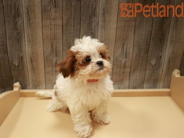 Shihpoo DOG Female Brown / White 27646 Petland Racine, Wisconsin