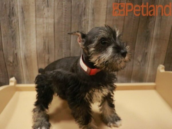 Miniature Schnauzer DOG Female Black 27644 Petland Racine, Wisconsin