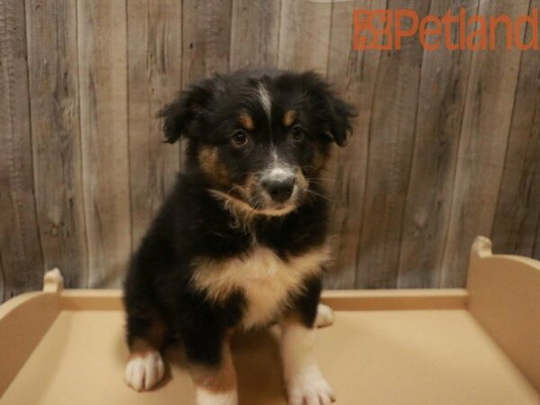 Australian Shepherd DOG Male Tri-Colored 27643 Petland Racine, Wisconsin