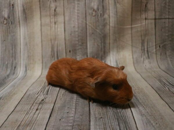 Crested GUINEA PIG Female 27641 Petland Racine, Wisconsin