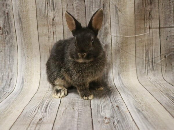 Netherland Dwarf-RABBIT-Male--27639-Petland Racine, Wisconsin