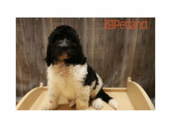 Newfiepoo-DOG-Female-BLK/WH-27672-Petland Racine, Wisconsin