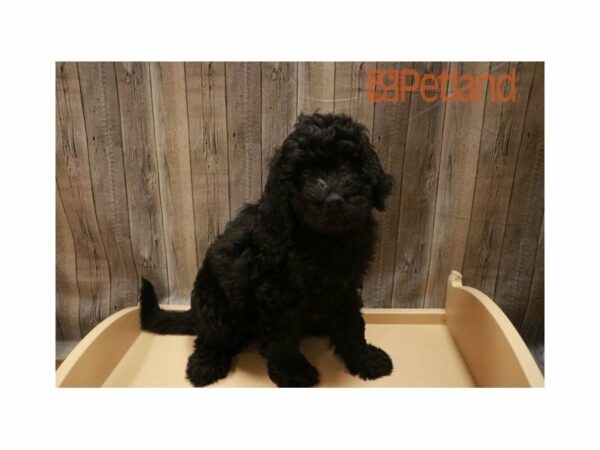 Newfiepoo-DOG-Female-BLK-27671-Petland Racine, Wisconsin