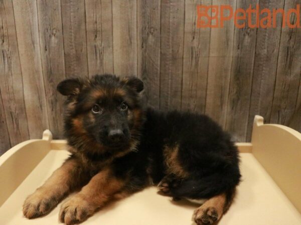 German Shepherd Dog-DOG-Male-Black / Tan-27704-Petland Racine, Wisconsin