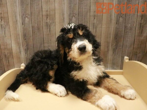 Bernadoodle DOG Male Black / White 27703 Petland Racine, Wisconsin