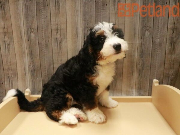 Bernadoodle Mini DOG Male Tri-Colored 27702 Petland Racine, Wisconsin