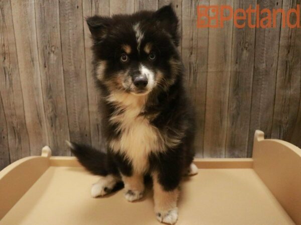 Pomsky DOG Male Black 27700 Petland Racine, Wisconsin