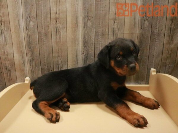 Rottweiler-DOG-Male-Black / Tan-27697-Petland Racine, Wisconsin